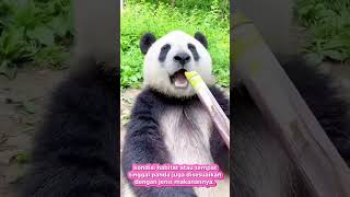 Panda🐼 Ailuropoda melanoleuca  animals viralvideo cute panda viralshorts lewatberandayt [upl. by Salta]