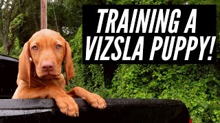 GOT A PUPPY  Training A Vizsla For The Outdoors [upl. by Jessa907]