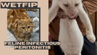 FIP Feline Infectious Peritonitis in catsComplete guide and New Treatment Option GS441542 [upl. by Lavery]