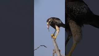 Whiteeyed buzzard  Wildlife  Gursimratphotos [upl. by Nnylasor335]