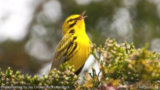 Prairie Warbler Song [upl. by Nyraf546]