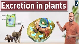 Excretion in Plants  Homeostasis  12th Biology  Chapter 15  Inter Part 2  Ucademy [upl. by Lehcnom8]