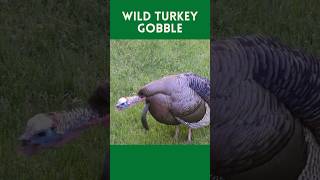 Wild Turkey Gobble Sound turkey turkeyhunting turkeygobble gobblegobble turkeysounds [upl. by Tunnell]