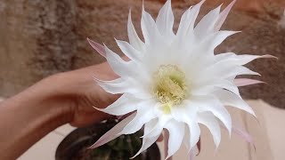 Floração do Cacto Echinopsis Subdenudataplantasornamentais suculentasecactos foryou fyy [upl. by Dammahum]