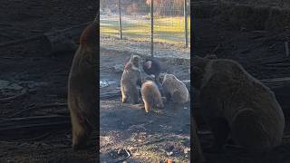 Small bears approaching for pettins wildlife bear animals animallover animalshorts bears pats [upl. by Leggat]