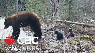 Tiny bear cubs emerge from winter hibernation [upl. by Barthelemy]