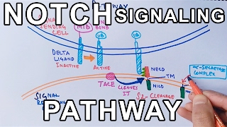 Mechanism of NOTCH SIGNALING PATHWAY [upl. by Edmanda251]