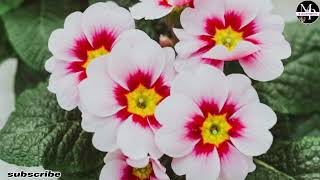 Primula vulgaris flower [upl. by Durgy872]