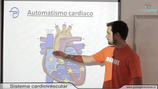 BIOLOGIA MC  Procesos y funciones vitales  Sistema cardiovascular [upl. by Dulcia]