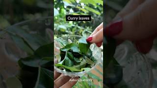 ✅Curry leaves Hair Tonic For Fast Hair GrowthHaircare tips shortshaircarelonghairviral [upl. by Neenaj]