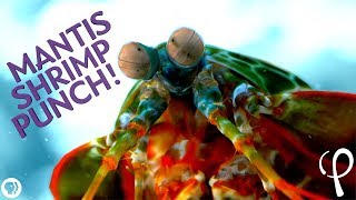 Mantis Shrimp Punch at 40000 fps  Cavitation Physics [upl. by Marx]