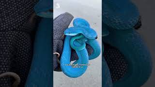 Les 5 plus beaux serpents du monde 🐍😍 ep2 [upl. by Manthei]