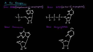 Naming Nucleotides and Nucleosides [upl. by Sikko]