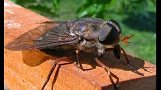 Worlds Biggest House FLY Spotted in Miami Florida [upl. by Margalit220]