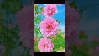 Beautiful double  flowered cosmos flower shortvideo viralshorts amazing [upl. by Adnwahsal239]