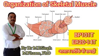 Skeletal Muscle  Organization of Skeletal Muscle  Human Anatomy amp Physiology  BP101T amp ER2014T [upl. by Idaline261]