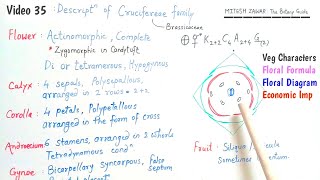 Cruciferae Family  Brassicaceae Family  Floral Formula and Floral Diagram of Cruciferae Family [upl. by Xylon820]