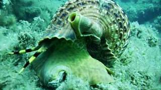 wwwstnicksdivingcom giant sea snail [upl. by Yanffit701]