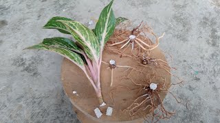 Extreme Aglaonema Propagation With Update [upl. by Ulises]