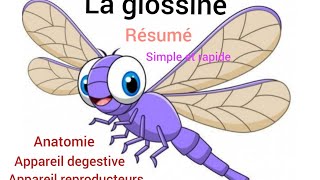 VECTEUR🦟RÉSUMÉ SUR LA GLOSSINE 🪰😍rapide et simple [upl. by Aleacem]