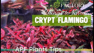 How to Grow Cryptocoryne Pink Flamingo The Ultimate Guide to Vibrant Aquascaping [upl. by Nickolai784]