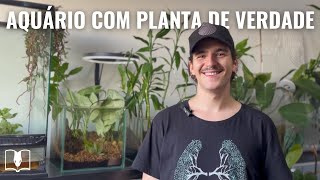 Dreherlogia  Aquário com Terra Vegetal será que pode [upl. by Lowery54]