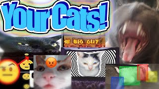 I Turned My Viewers Cats Into Memes [upl. by Hbahsur]