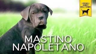 MASTINO NAPOLETANO Trailer Documentario [upl. by Anivlem482]