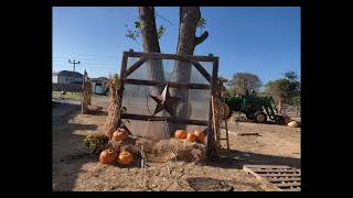 Tomball Texas  Rosehill Palms Pumpkin Patch [upl. by Thurmann]