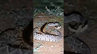 Snake vs centipedeviralvideonature [upl. by Heidi]