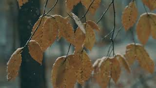 Short 10 Snowfield Snow Prairie Berries Rowan Plant Tree Park Nature Bird Garden Fly Crow Bathing Wa [upl. by Aiuoqes482]