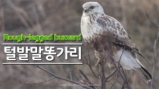 Roughlegged buzzard 털발말똥가리 최종 [upl. by Traver]