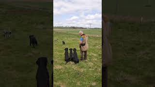 Steadiness and Marked Retrieve gundogtraining dogtraining labrador gundog [upl. by Nylauqcaj]