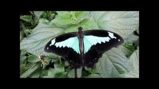 quotPapilio phorcasButterflyquot Video von Wolfgang Schmökel [upl. by Merell787]