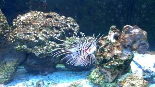 Antennata Lionfish and Sea Goblin [upl. by Onitsirc]