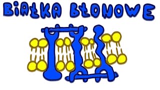 Białka Błonowe  LiczNaPalcach Biologia [upl. by Ingham]