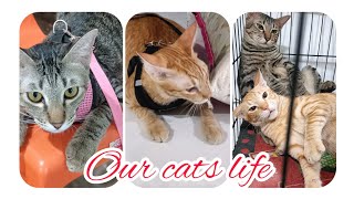 OUR CATS DAILY LIFE😻😻😻PONKANBUNTINGEVEREDSLIMIE [upl. by Oretos]