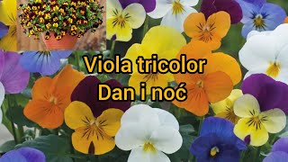 Viola tricolor  dan i noć ljubičica [upl. by Suinotna]