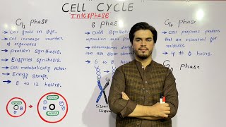 Interphase  Cell cycle  class 9 biology  By najeeb kakar  lec 2 [upl. by Ical]