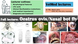 Oestrus ovisNasal bot fly infestation in sheep A to Z [upl. by Oirramaj]