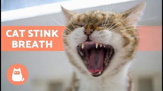 5 HOME REMEDIES for BAD BREATH in CATS 🐱💨  My Cats Mouth Smells Bad 🤢 [upl. by Enirehtacyram]