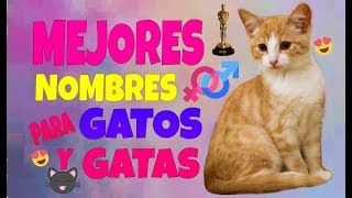 Los Mejores Nombres para Gatos y Gatas [upl. by Noevart]