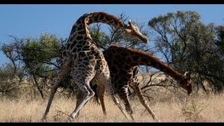 KNOCK DOWN Brutal Giraffe Fight on Safari at Pilanesberg South Africa Very Rare [upl. by Aitetel]