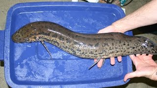 African leopard lungfish  african lungfish aquarium [upl. by Keslie689]