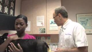 How to Deworm a Pregnant Dog [upl. by Alenson]