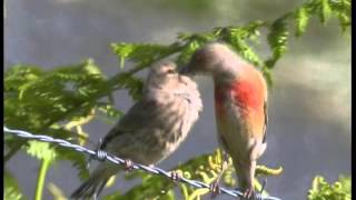 Les Oiseaux de Corrèze N°2Les oiseaux familiers mais discrets [upl. by Dayle]