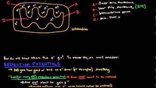 Electron Transport Chain Part 1 of 3  Introduction and Reduction Potentials [upl. by Ttirb223]