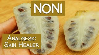 Noni Fruit Potential Skin Healer Immune Booster and Analgesic [upl. by Lona568]