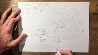 12 Osteoclasts FRCS TrampOrth [upl. by Redman]