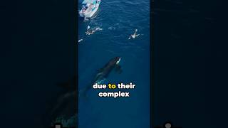 Why Dont Killer Whales Ever Attack and Kill Humans [upl. by Nahs931]